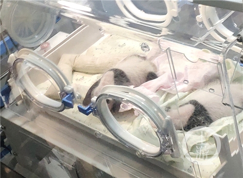 世界罕见！重庆动物园两只大熊猫同日生下双胞胎