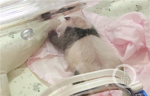 世界罕见！重庆动物园两只大熊猫同日生下双胞胎
