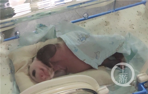 世界罕见！重庆动物园两只大熊猫同日生下双胞胎