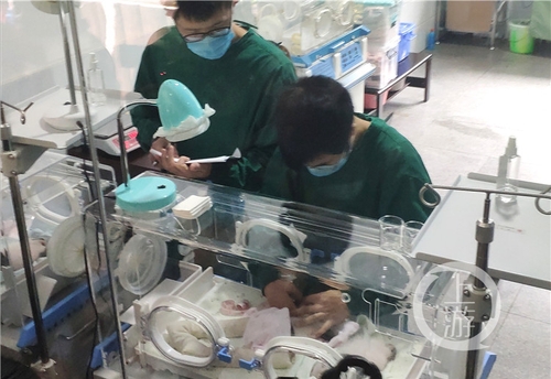 世界罕见！重庆动物园两只大熊猫同日生下双胞胎