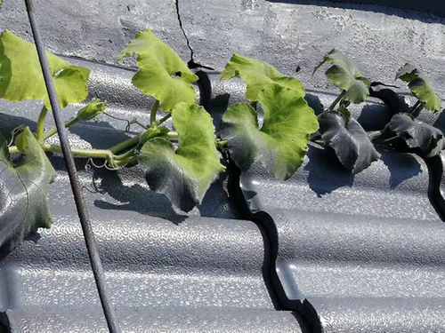 南京一老小区往瓦片喷漆算出新 监理单位:预算受限