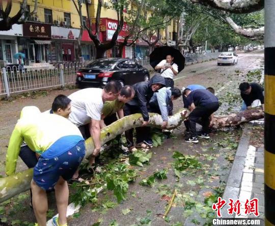 台风导致泰安境内大树被吹倒。(泰安全媒体记者供图)