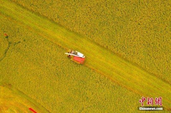 资料图：湖北枝江市问安镇方家畈村，收割机驰骋在田间收割作业，丰收在望。周星亮 摄