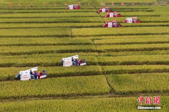 资料图：江苏淮安盱眙县黄花塘镇新铺村虾稻共生示范基地内，数十台收割机穿梭在稻田里收割龙虾香米。泱波 摄