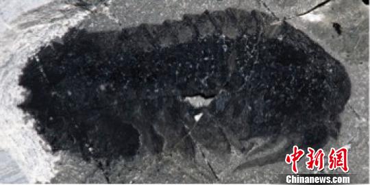 图为莫里森虫化石。南古所 供图