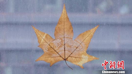 李亚非制作的叶雕作品。　徐明睿 摄