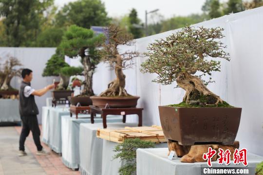 图为2019年国际盆景赏石大会暨中国？遵义第四届交旅投杯盆景展现场?！■暮曷?摄