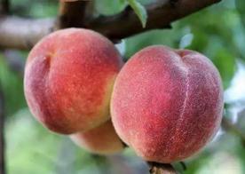 “桃养人，杏伤人，李子树下埋死人” ，可信吗？