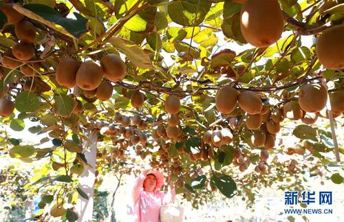 9月23日，山东省青岛市即墨区龙泉街道汪河水北村村民在采摘猕猴桃。 新华社发（梁孝鹏 摄）