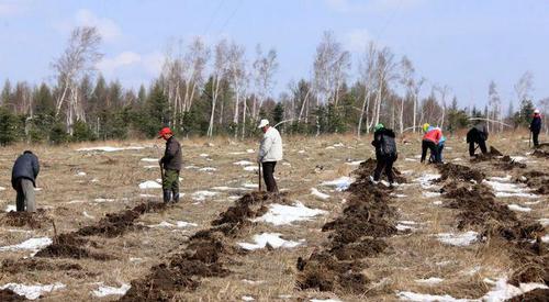△ 塞罕坝林场工人在紧张劳动