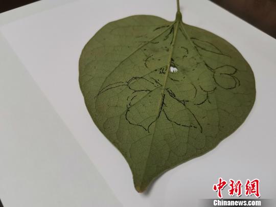 图为都婉莉在树叶上进行构图?！∷锖觇?摄