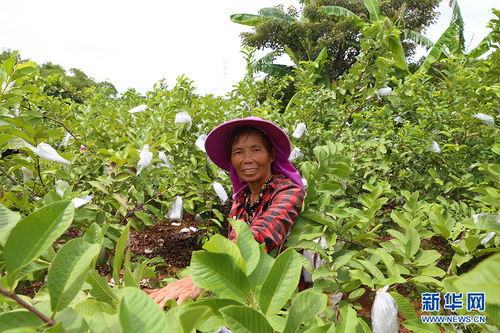 村民在打理自己的石榴园。新华网 黎多江 摄