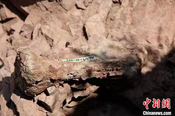 图为近期出土的恐龙化石?！『钇嬷?摄