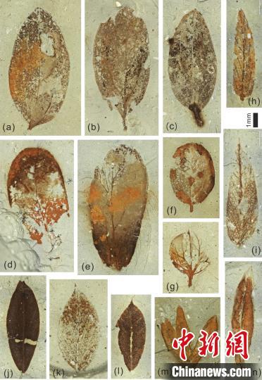 图为部分微型叶片化石?！『逗?摄
