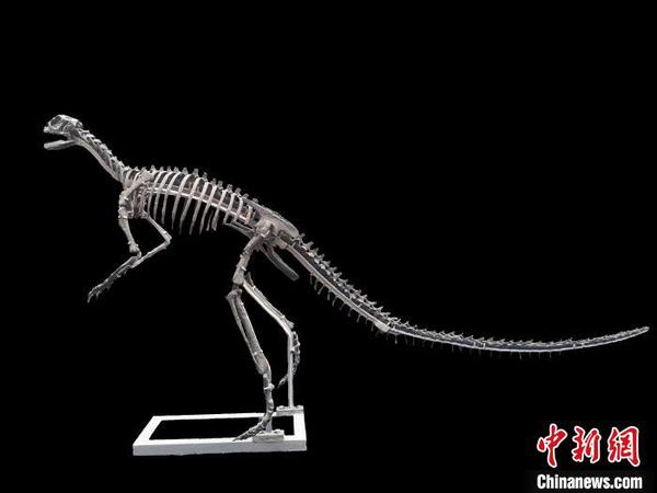 图为“磨刀溪三峡龙”装架模型。受访者供图