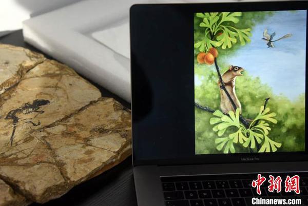 盖氏热河俊兽化石正型标本及其生态复原图?！∷镒苑?摄