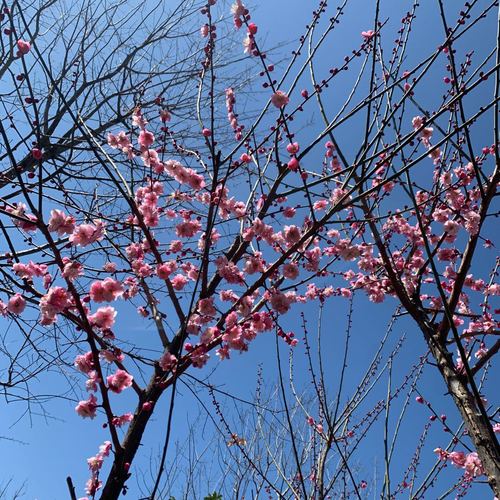 战疫日记武汉第23天