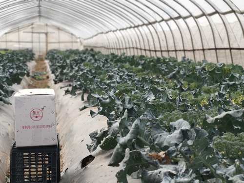 温州肇丰种苗有限公司种植基地