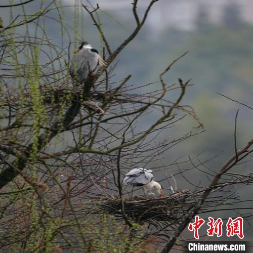 资料图：贵阳苍鹭筑巢忙?！■暮曷?摄