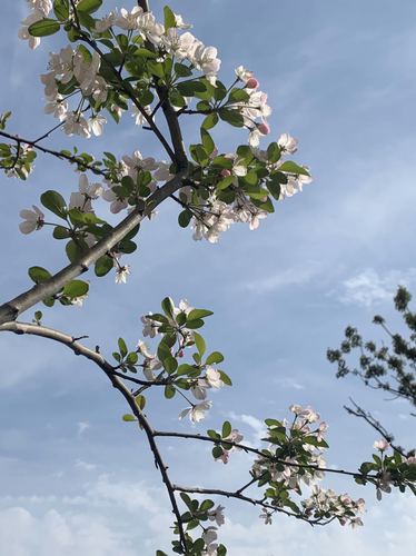 战疫日记武汉第五十一天3