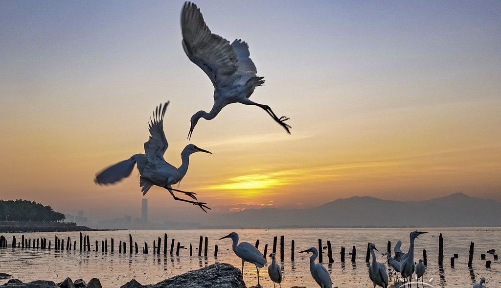 候鸟深圳湾