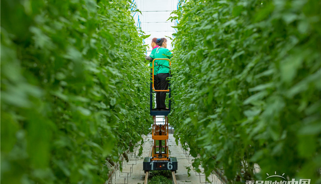 智慧温室里的“新农人”