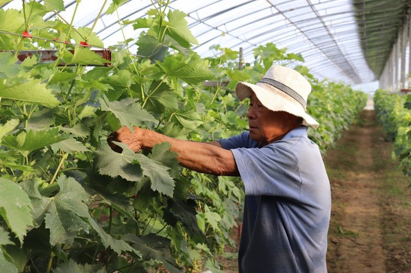 图为社区里的工人在生态园里修剪葡萄枝