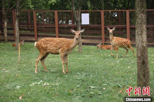 图为良渚古城遗址公园里的梅花鹿 良管委供图 摄