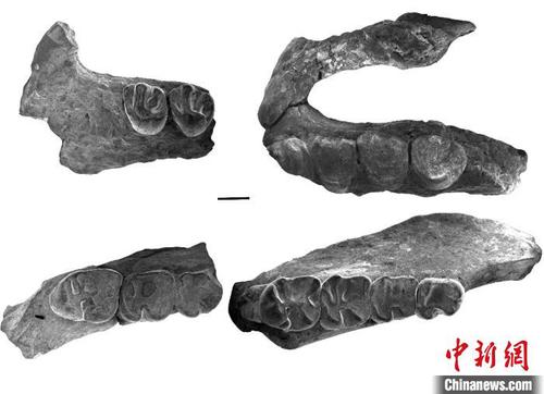 戈壁圆柱齿鼠化石材料?？蒲型哦?供图