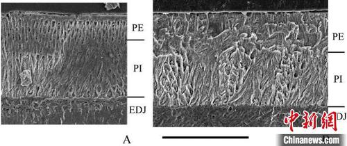 戈壁圆柱齿鼠门齿釉质分析?？蒲型哦?供图