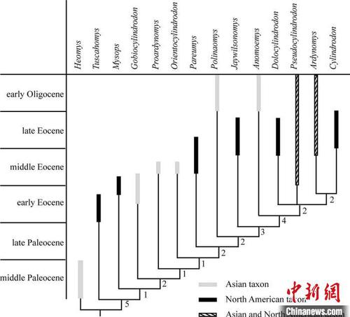 圆柱齿鼠类系统发育分析?？蒲型哦?供图