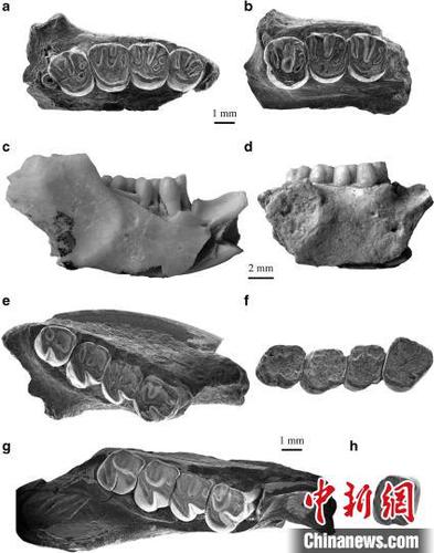 依和苏步假圆柱齿鼠类化石材料?？蒲型哦?供图