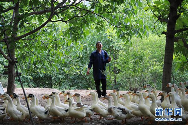 舟曲县曲瓦乡城马村村民在赶土鸭（7月16日摄）。甘肃省甘南藏族自治州舟曲县在脱贫攻坚过程中，结合当地资源优势与环境特点，大力发展特色农产品种植和林下养殖，促进当地农民增收致富。 新华社发（杜哲宇 摄）