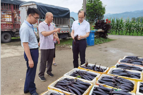 调研乡村产业发展