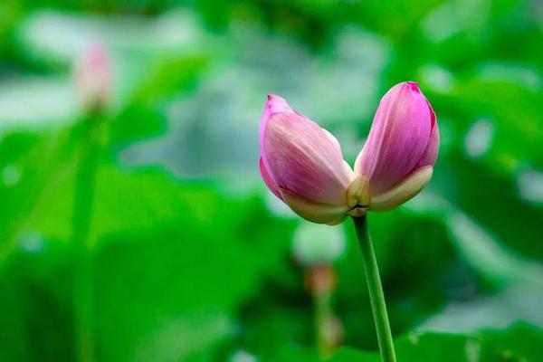 微信图片_20200821074646 微信图片_20200821074646