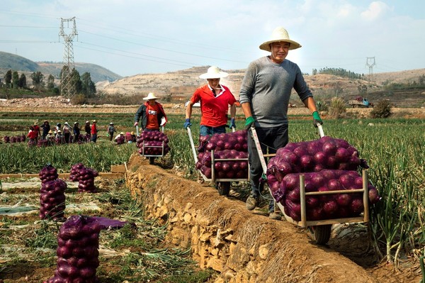 拼多多通过创新的“农地云拼”模式，将消费端分散、不确定的需求，归集成集中、确定的需求，推动产地直发，帮助小农户直连全国大市场，有效破解了农业“小散弱”难题。（穆功 摄）