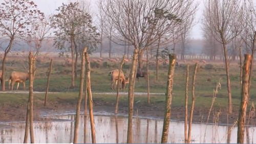 石首麋鹿国家级自然?；で?，记者近距离接触麋鹿。人民政协网记者 付振强 摄