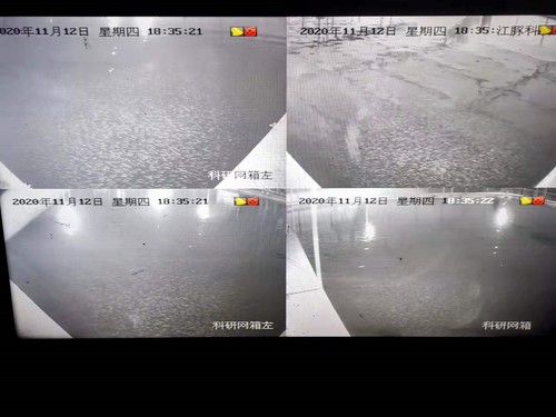 养殖江豚所建的人工网箱。人民政协网记者 付振强 摄