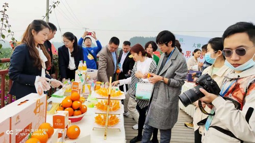 记者驾车体验“四好农村路”，深入桔园等现场采访。