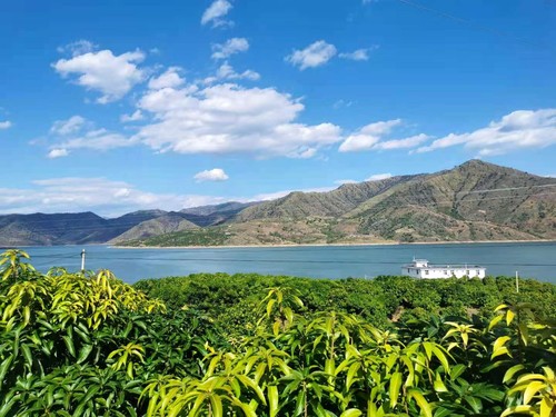 华坪境内的芒果种植园区。人民政协网记者 付振强 摄