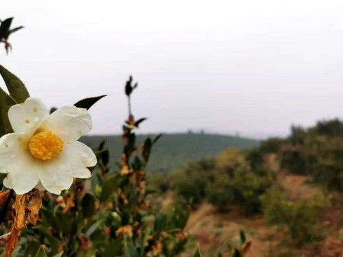 光山油茶产业正让当地农民实现就地就业、就地增收、就地致富。人民政协网记者付振强 摄