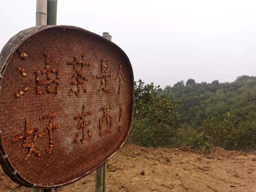 在商城县白沙岭万亩油茶园，一处指引牌上写着“油茶是个好东西！”。人民政协网记者付振强 摄