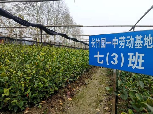 商城县一处油茶良种繁育基地，同时也是当地中学的劳动基地。 人民政协网记者付振强 摄