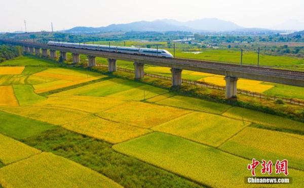 资料图：航拍秋日江西省新余市渝水区人和乡金色田园。图为疾驰而过的高铁。赵春亮 摄