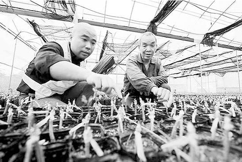 第一书记李翔（左）在为脱贫户讲解金橘苗木。