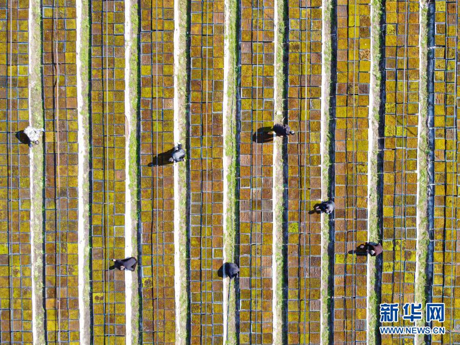 唱起畲歌颂党恩：生活很甜，希望更美 