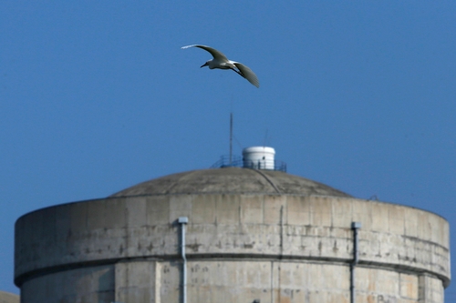 秦山核电 吕铭 核电与白鹭1  (1)