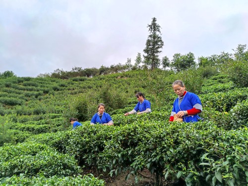 高秀村妇女在采茶