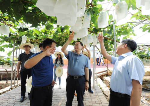 调研组在米易县撒莲镇禹王宫村察看农旅融合(734454)-20211220094336(1)