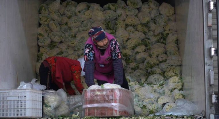 新春走基层｜中国蔬菜之乡给菜农“减负” 让保供“加分”